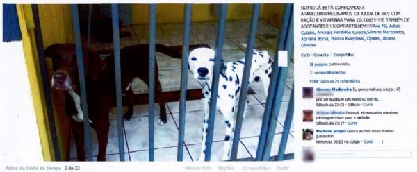 Aps resgate, cachorros so colocados para adoo