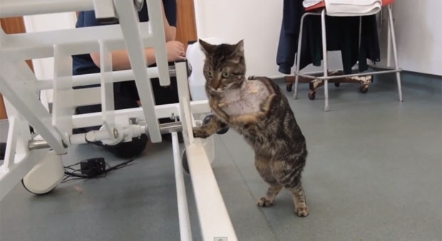 Polly, de dois anos, teve ferimentos graves em uma das pernas e teve que amput�-la