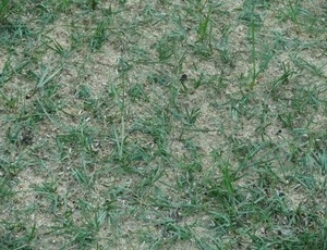 Gramado da Arena ainda tem muita areia  mostra