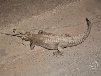 Jacar foi imobilizado por morador e depois solto em rea de preservao