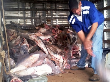 Peixe apreendido em duas operaes em Cuiab