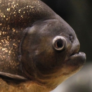 A fora da mordida da piranha negra chega a 320 Newtons, quase trs vezes mais que a de um crocodilo do mesmo tamanho