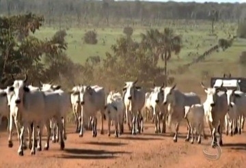 Criadores reclamam que ofertas de compra esto abaixo do preo de mercado