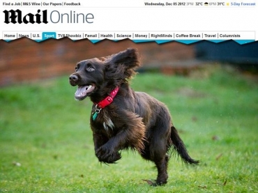 Stanley foi o mais jovem filhote a passar por uma cirurgia de substituio de quadril no Reino Unido