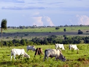 Pasto ceder� espa�o para lavouras em MT