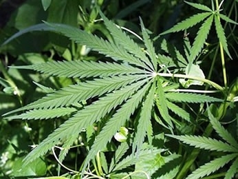 Ps de maconha foram apreendidos pela polcia e levados para delegacia