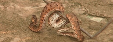 Cobras lideram ataques em Mato Grosso, conforme governo federal