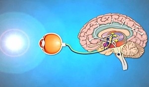Luz ativa rea da retina que, por sua vez, aciona o crebro e libera cortisol