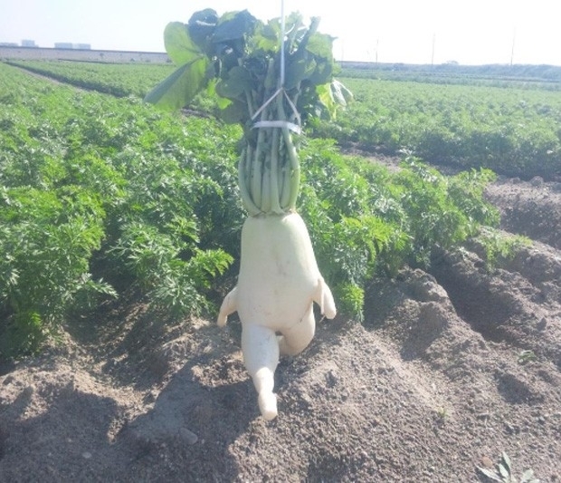 Fotos monstram tubrculo com