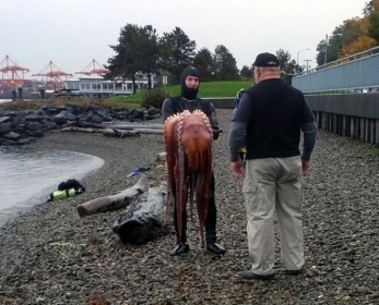 Guardas ambientais controlaram a captura do polvo e n�o encontraram irregularidade. 