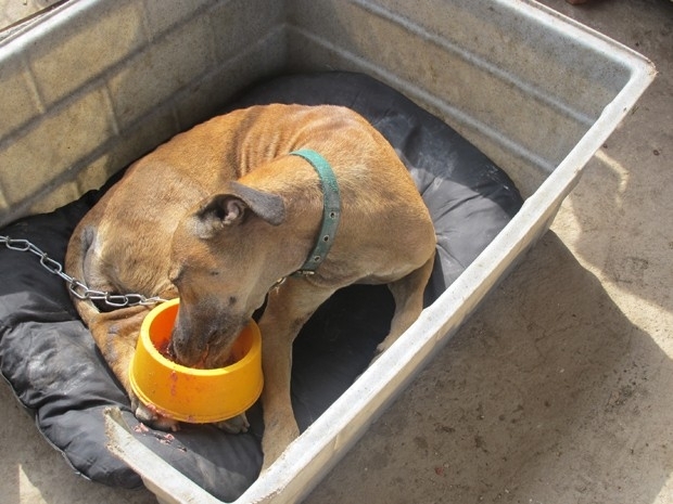 Animal deve comear as sesses de quimioterapia nos prximos dias
