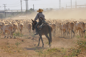 Mato Grosso est h 15 anos sem foco