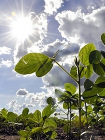Justia de MT havia determinado fim de cobrana de royalties 