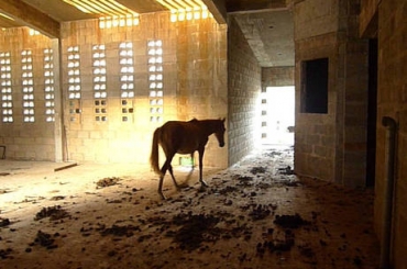 Atrados pelo mato que cresce em meio s obras, animais pastam nas instalaes e defecam nos corredores da priso