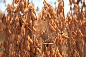 Pre�o da soja atinge n�vel hist�rico e supera marca de 2008 em MT