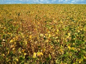 Demanda est alavancando cotaes da soja