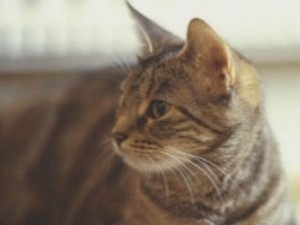 Ativistas condenam a prtica como sendo cruel