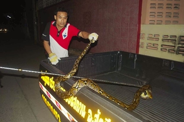 Cobra de trs metros foi capturada em rua em Sattahip.