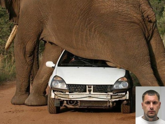 O pinguo, que est no canto inferior direito da foto, deve ter imaginado a cena assim!