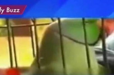 Hercule n�o bobeou: 