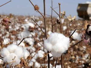 Primeira estimativa de produo foi divulgada pelo Imea