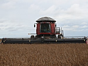 Soja brasileira de soja sofreu redu��o pelo USDA