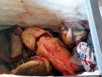 Peixes apreendidos estavam abaixo da medida mnima.