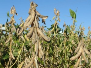 Soja cultivada em Maracaju, municpio que tem o maior PIB da agropecuria em MS 