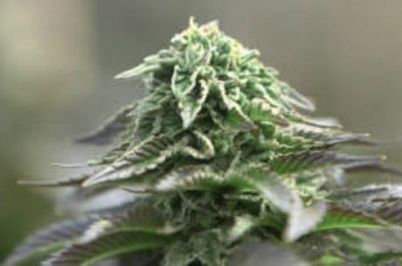 Nos cuidados paliativos, aplicados a pacientes terminais, a cannabis 