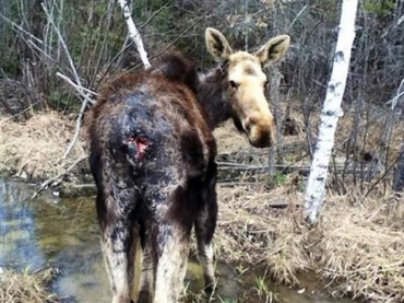 Foto tirada por Mark Ceminsky mostra alce fmea com ferimento aberto no lugar do rabo na regio de Gunflint Trail, no estado do Minnesota
