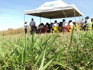 Integrao Lavoura Pecuria Floresta
