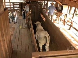 Palestra vai discutir como prevenir les�es no manejo do gado