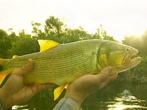 Encontro de piscicultores de Campo Grande ser�  realizado no dia 10