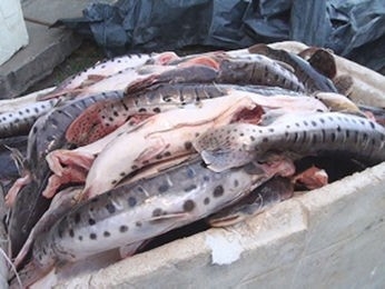 Homem foi preso com quase 400 kg de pescado irregular.