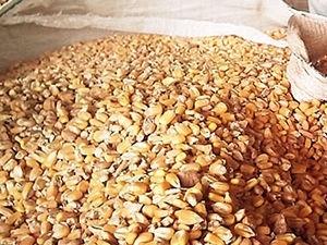 Milho: portaria define crit�rios para venda do cereal