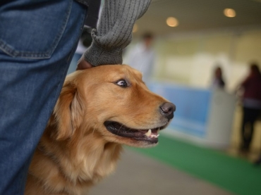 Testes feitos entre humanos e ces de pelcia provocaram a 
