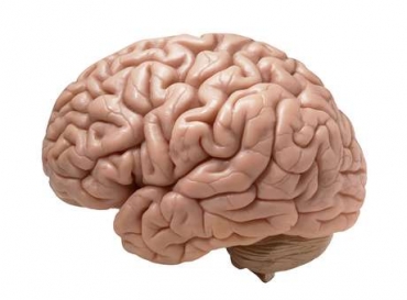 Crebros dos homens e das mulheres realmente possuem diferenas entre eles