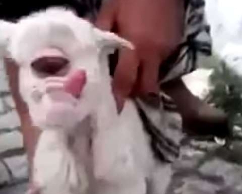 Ovelha nasce com apenas um olho gigante na Turquia