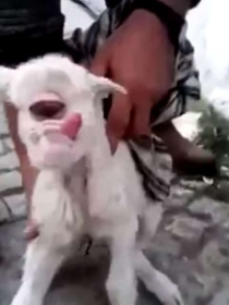 Ovelha nasce com apenas um olho gigante na Turquia