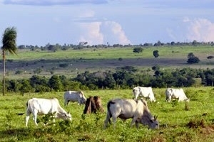 Mapa reforou vigilncia em propriedades do estado