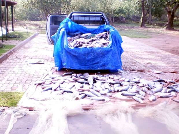 Meia tonelada de pescado estava armazenada de forma irregular