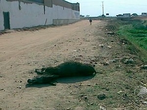 Animal foi atacado por pitbull quando transportava crianas