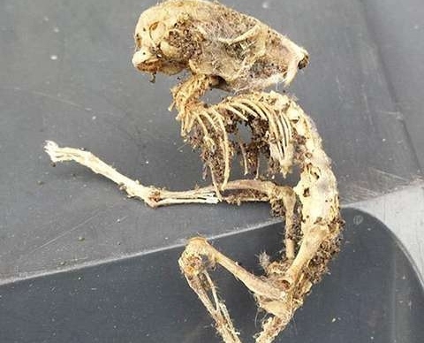 Esqueleto misterioso pode ser de um rato ou ratazana, de acordo com cientistas