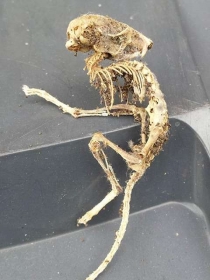 Esqueleto misterioso pode ser de um rato ou ratazana, de acordo com cientistas