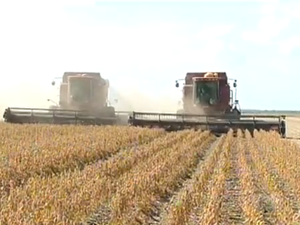 Soja alavancou a produo de gros no Tocantins