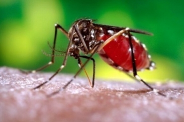 Chikungunya tem sintomas semelhantes ao da dengue