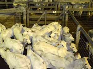 Animais que v�o participar da Exponan, em Nova Andradina