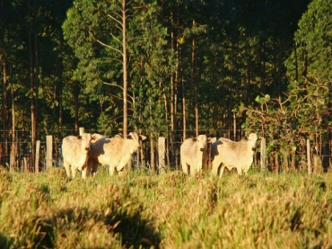 Sistema integrado de produo que engloba lavoura, pecuria e floresta em MS (Foto: Divulgao/Famasul)