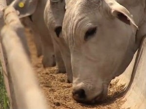 Informaes foram divulgadas pelo 3 Levantamento  das Intenes de Confinamento em 2014.