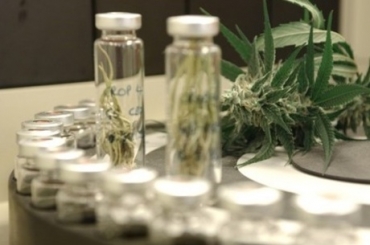 Canabidiol  uma substncia, presente na folha da maconha